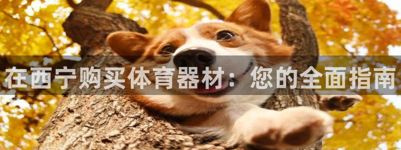 耀世团长：在西宁购买体育器材：您的全面指南